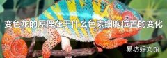 变色龙的原理在于什么色素细胞位置的变化