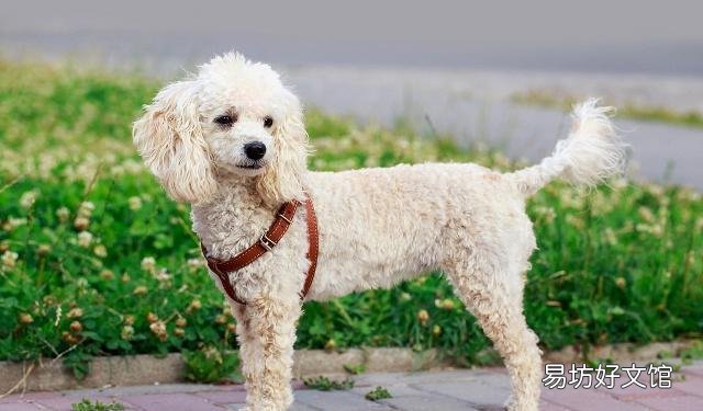 給貴賓犬洗澡需要注意什么 初學(xué)者鏟屎官要注意了