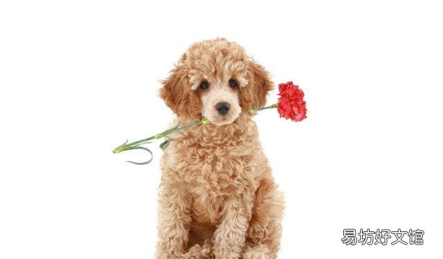 給貴賓犬洗澡需要注意什么 初學(xué)者鏟屎官要注意了
