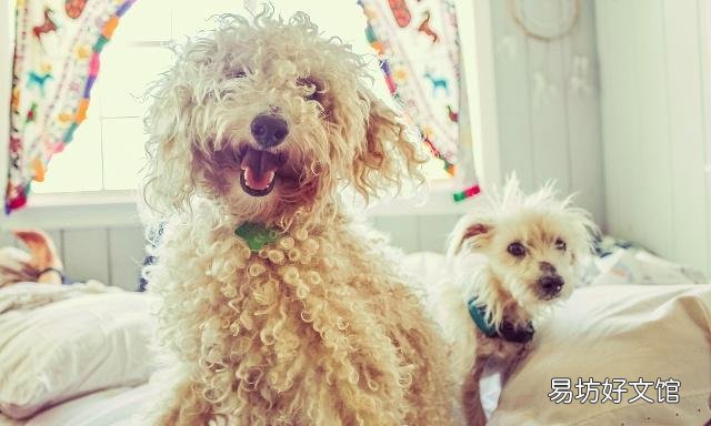 給貴賓犬洗澡需要注意什么 初學(xué)者鏟屎官要注意了