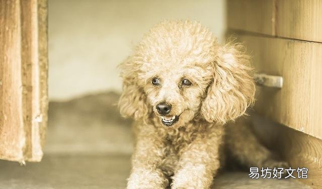 給貴賓犬洗澡需要注意什么 初學(xué)者鏟屎官要注意了