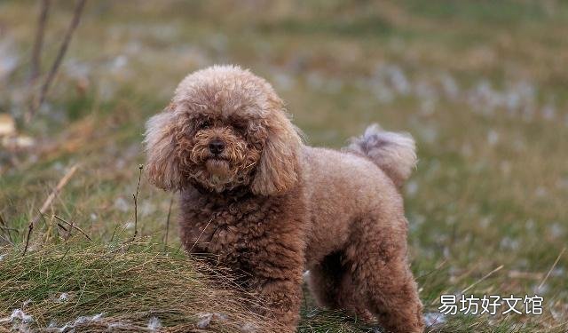 給貴賓犬洗澡需要注意什么 初學(xué)者鏟屎官要注意了