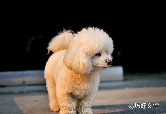 給貴賓犬洗澡需要注意什么 初學(xué)者鏟屎官要注意了