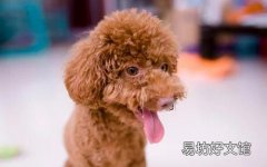 泰迪狗怎么训练上厕所 泰迪总是不会定点大小便