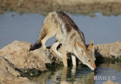 非洲草原为什么没有狼 狼为什么不能在非洲草原生存