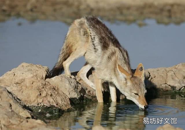 非洲草原為什么沒有狼 狼為什么不能在非洲草原生存