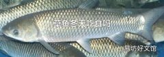 草鱼冬天吃食吗