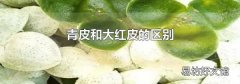 青皮和大紅皮的區(qū)別