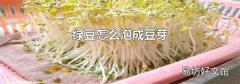 綠豆怎么泡成豆芽