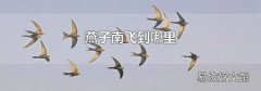 燕子南飛到哪里