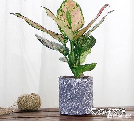 如意皇后怎么養(yǎng) 如意皇后葉子更大更紅養(yǎng)護技巧