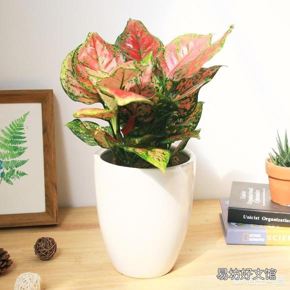 如意皇后怎么養(yǎng) 如意皇后葉子更大更紅養(yǎng)護技巧