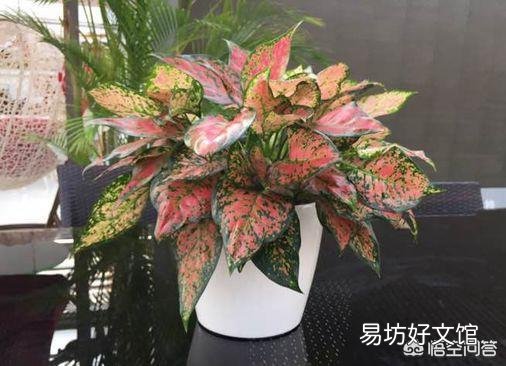 如意皇后怎么養(yǎng) 如意皇后葉子更大更紅養(yǎng)護技巧
