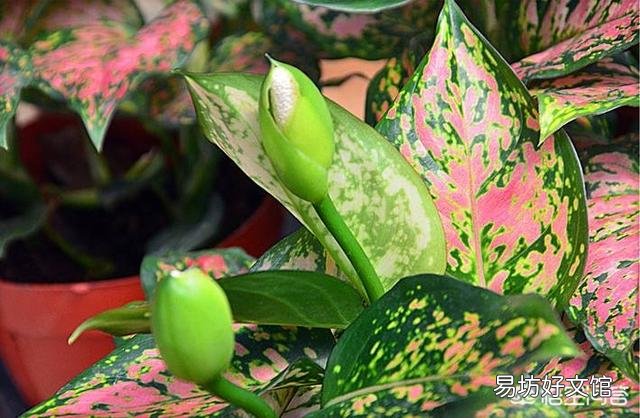 如意皇后怎么養(yǎng) 如意皇后葉子更大更紅養(yǎng)護技巧
