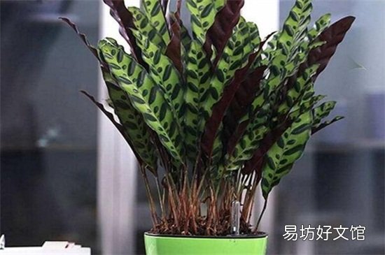 貓眼竹芋好養(yǎng)嗎怎么養(yǎng)貓眼竹芋是凈化室內(nèi)空氣的高手