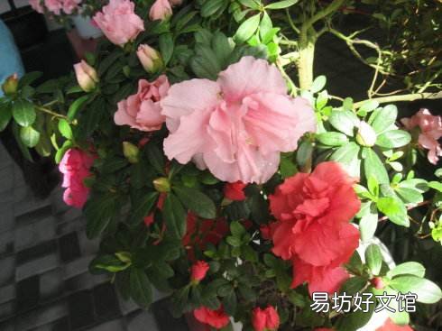 西洋鵑為什么難養(yǎng)活 原來是由于這四種原因?qū)е碌?
onload=