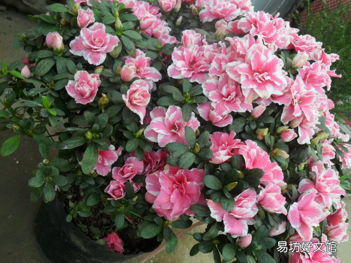 西洋鵑為什么難養(yǎng)活 原來是由于這四種原因?qū)е碌?
onload=