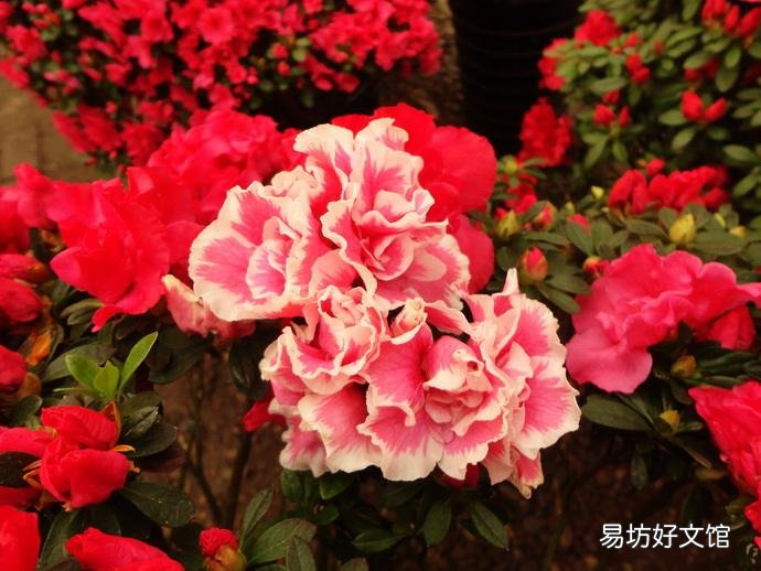 西洋鵑為什么難養(yǎng)活 原來是由于這四種原因?qū)е碌?
onload=