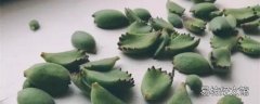 熊童子為什么掉葉子 熊童子的養(yǎng)殖方法和注意事項(xiàng)