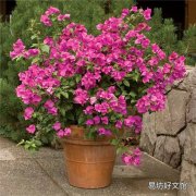 三角梅掉花掉葉子怎么辦三角梅掉花掉葉子補(bǔ)救措施