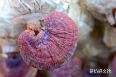 靈芝到底對(duì)肝有沒(méi)有作用 靈芝對(duì)肝臟有害嗎