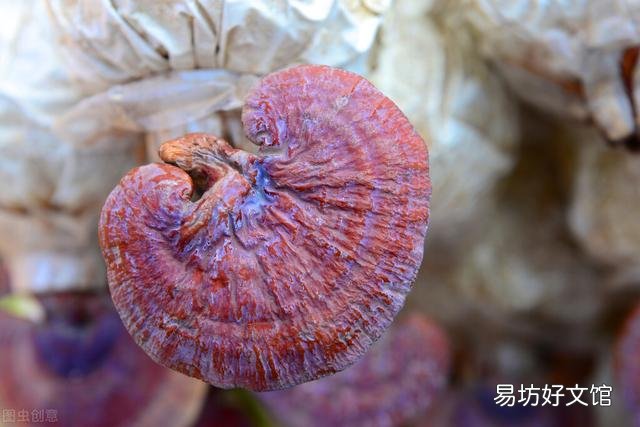 靈芝到底對肝有沒有作用 靈芝對肝臟有害嗎