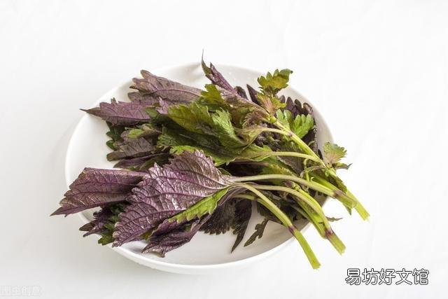紫蘇怎么吃好吃又簡單 紫蘇的功效與作用