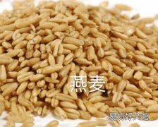 莜麥是燕麥嗎 莜麥和燕麥的區(qū)別及營養(yǎng)價值