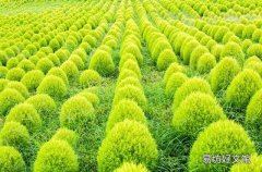 掃帚是用什么做的 農村常見的掃帚苗能做什么用