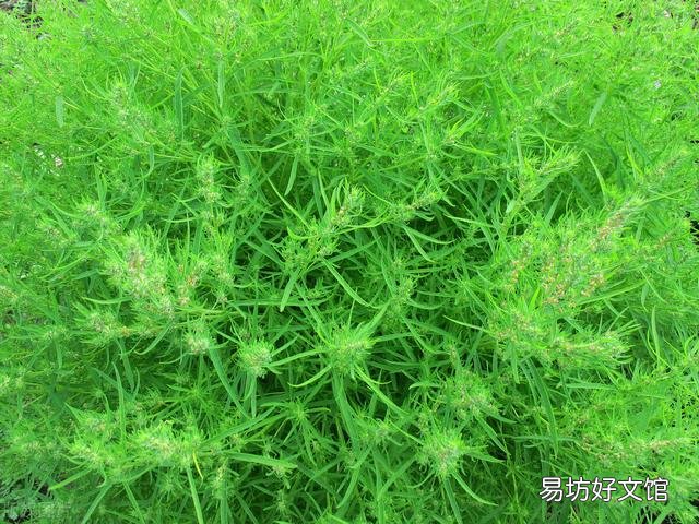 掃帚是用什么做的 農(nóng)村常見的掃帚苗能做什么用