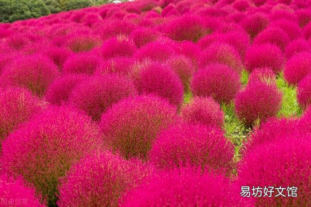 掃帚是用什么做的 農(nóng)村常見的掃帚苗能做什么用