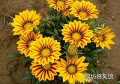 勛章菊幾月開花 勛章菊可露地越冬嗎