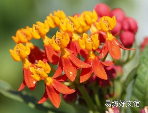 馬利筋是什么科的植物 馬利筋有毒嗎