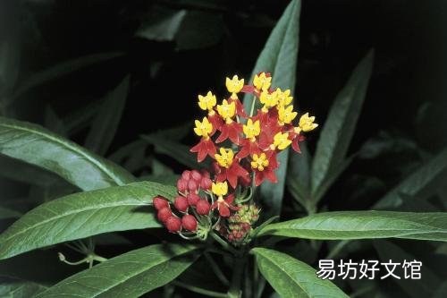 馬利筋是什么科的植物 馬利筋有毒嗎