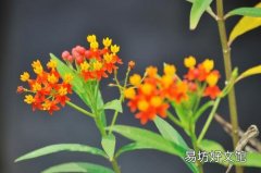 馬利筋是什么科的植物 馬利筋有毒嗎