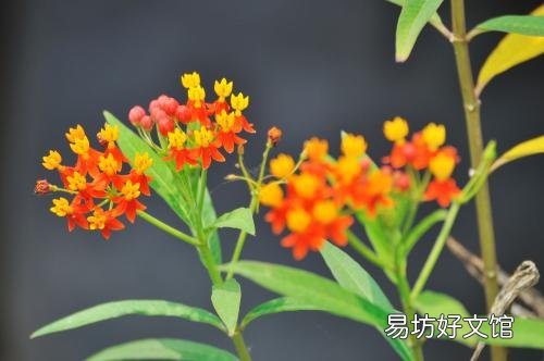 馬利筋是什么科的植物 馬利筋有毒嗎