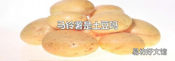 馬鈴薯是土豆嗎