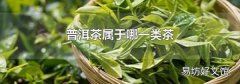 普洱茶属于哪一类茶