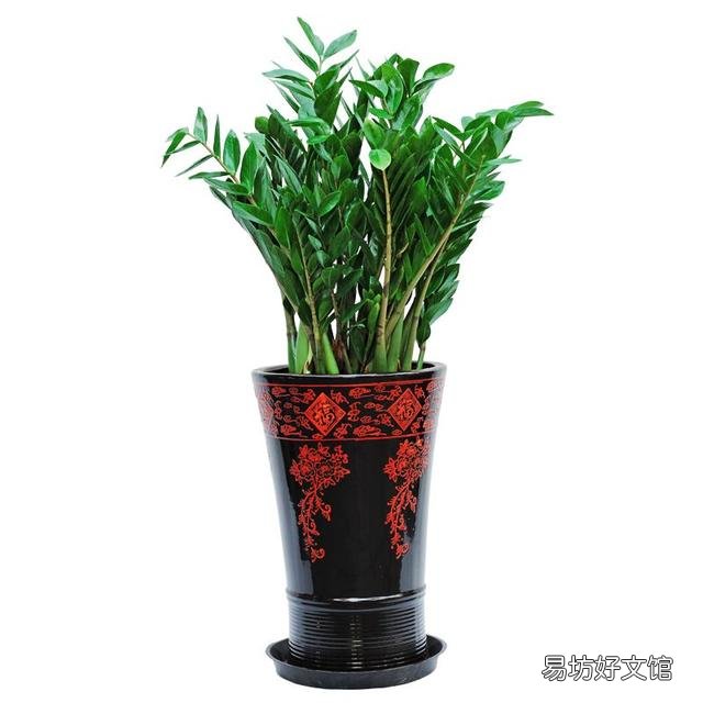 家里種什么花會(huì)有好財(cái)運(yùn) 家里最旺財(cái)?shù)氖N花