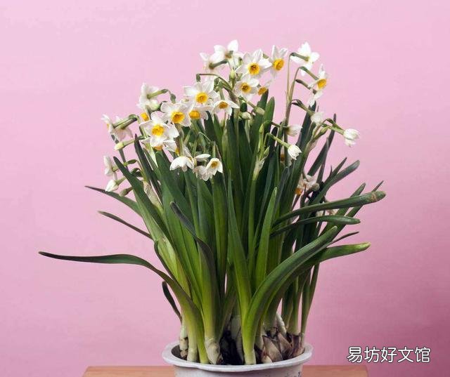 家里種什么花會(huì)有好財(cái)運(yùn) 家里最旺財(cái)?shù)氖N花