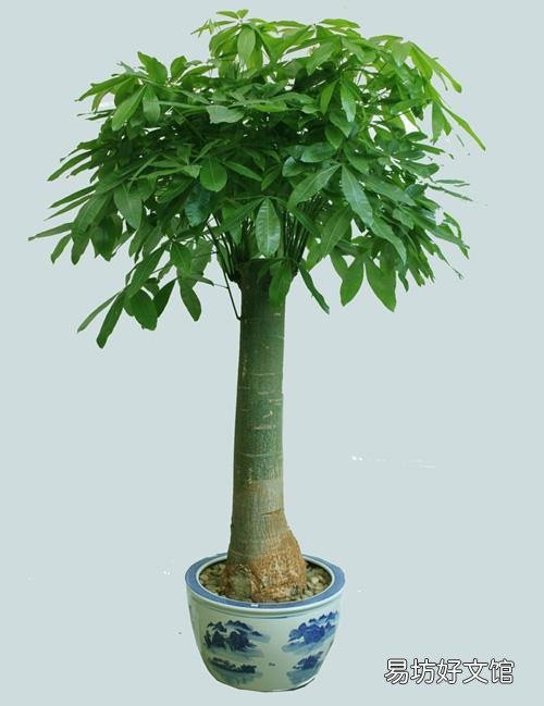 家里種什么花會(huì)有好財(cái)運(yùn) 家里最旺財(cái)?shù)氖N花