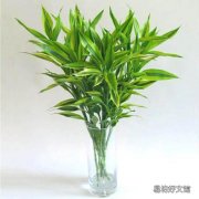 家里种什么花会有好财运 家里最旺财的十种花