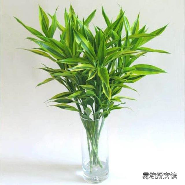 家里種什么花會(huì)有好財(cái)運(yùn) 家里最旺財(cái)?shù)氖N花