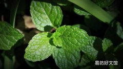 薄荷怎么养食用薄荷的养殖方法和注意事项