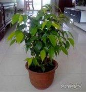 垂叶榕怎么繁殖 盆栽垂叶榕叶子老是发黄怎么办