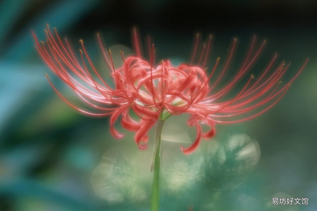 彼岸花图片 为什么说彼岸花是不祥之花