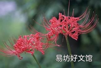 彼岸花图片 为什么说彼岸花是不祥之花