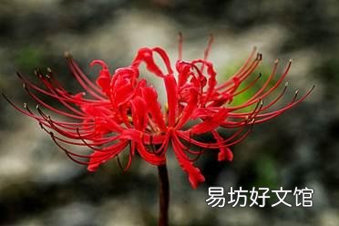 彼岸花图片 为什么说彼岸花是不祥之花