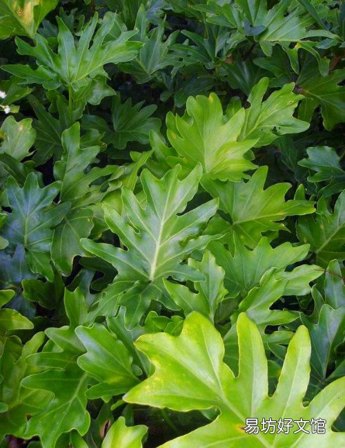 春雨植物怎么養(yǎng) 春雨花能在家養(yǎng)嗎