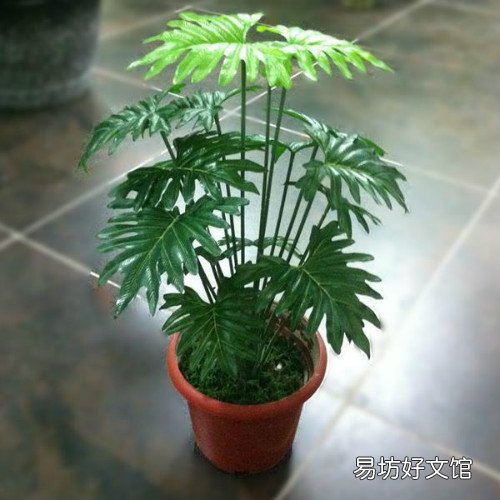 春雨植物怎么養(yǎng) 春雨花能在家養(yǎng)嗎